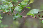 Dwarf hawthorn